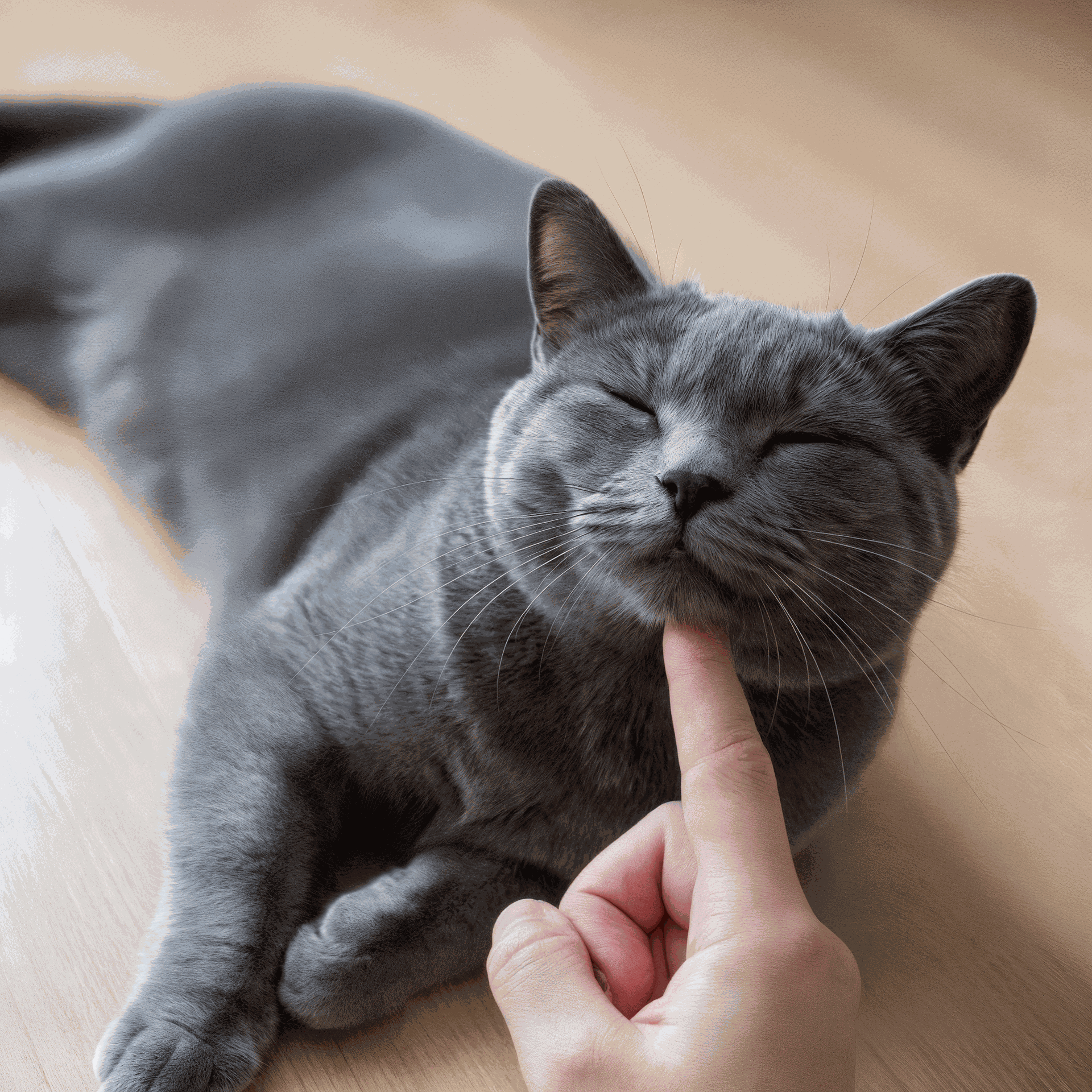 Gato gris de pelo corto tumbado en el suelo con los ojos cerrados y gesto de felicidad mientras una mano humana acaricia suavemente su barbilla