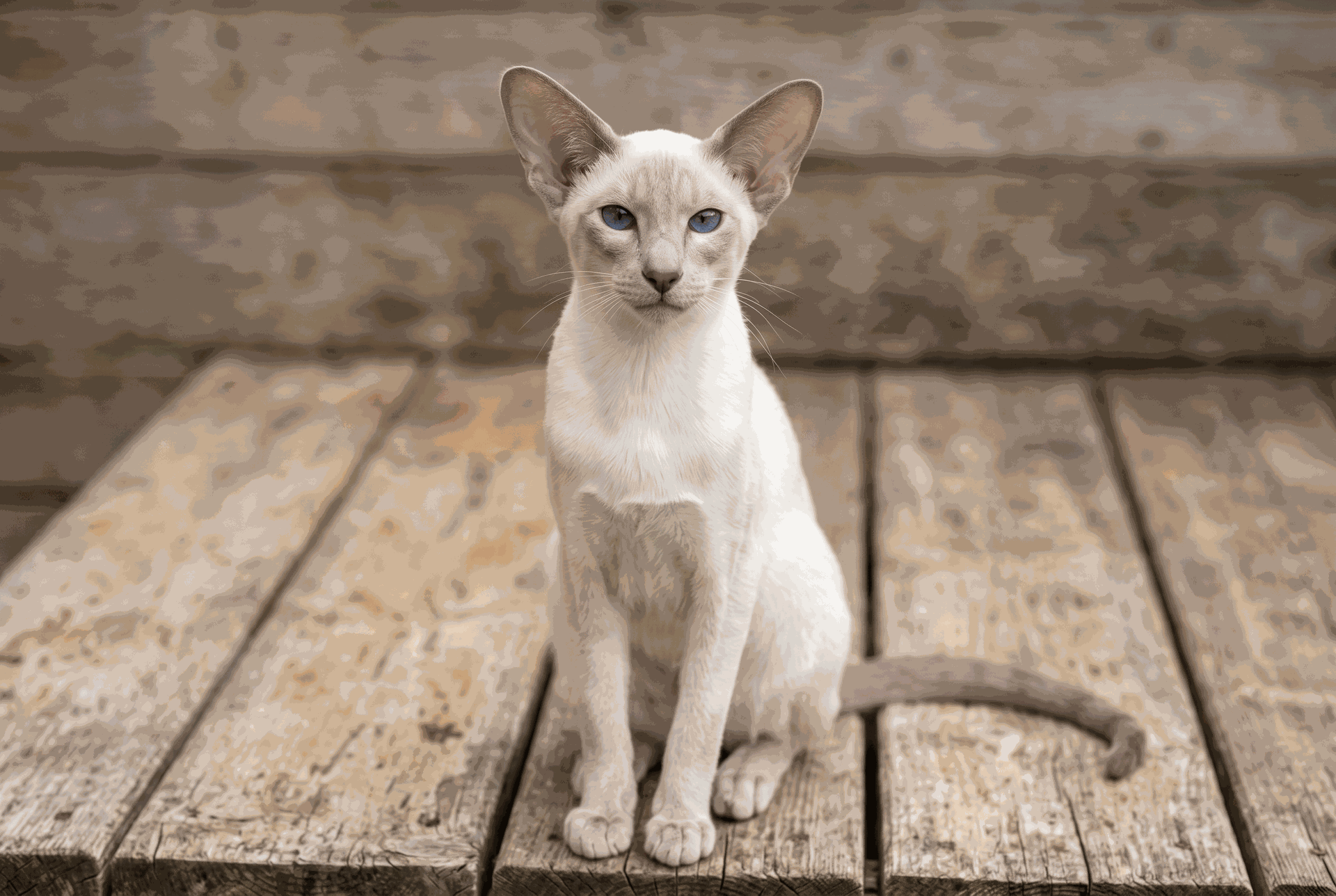 Gato oriental de pelo corto y gato chino | Topcats Gato oriental de pelo corto de pelaje claro con zonas grises, ojos azules y orejas grandes, sentado sobre madera, útil para comparar razas orientales con el gato chino.