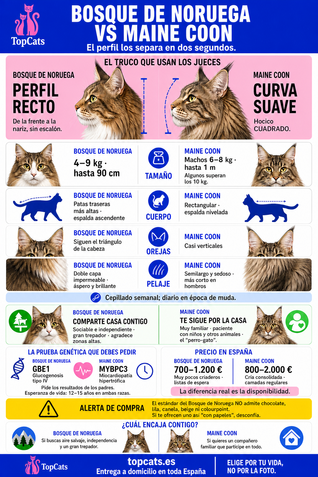 Infografía comparativa del gato bosque de noruega y el maine coon: perfil, tamaño, pelaje, carácter, pruebas genéticas y precio en España