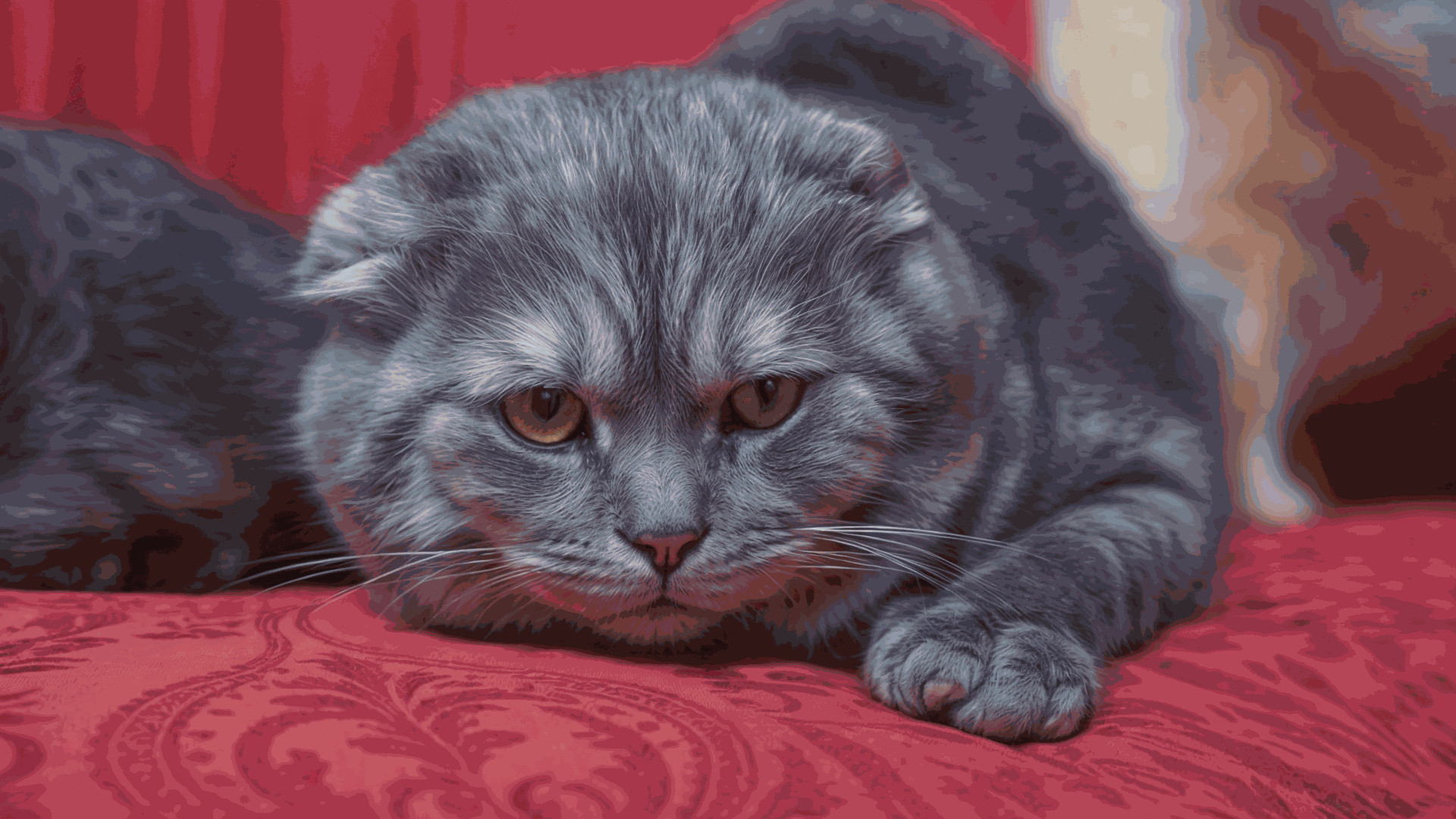 Gato Scottish Fold Gris Descansando en Sofá Rojo Gato Scottish Fold de pelaje gris descansando sobre un sofá rojo.