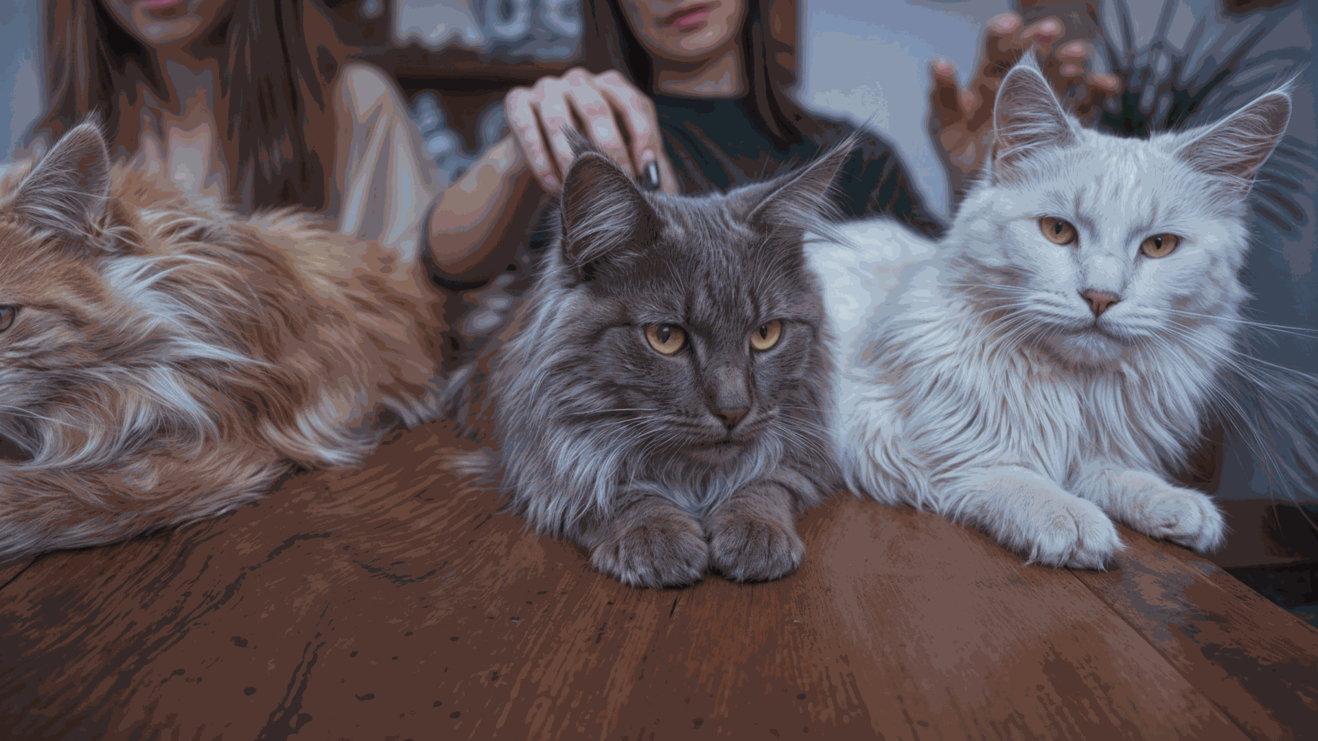 Maine Coons Disponibles para Compra en Valencia Tres majestuosos gatos de raza Maine Coon, uno naranja, uno gris y otro blanco, posando sobre una mesa de madera en una habitación iluminada. Las personas al fondo acarician a los gatos, mostrando una conexión humana y la belleza de estos animales, perfecto para aquellos interesados en comprar un gato de raza en Valencia.