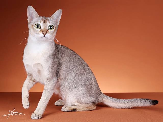 Gato Singapura en Topcats: Descubre razas de gatos que no crecen Gato Singapura de Topcats, una de las razas de gatos que no crecen más pequeñas del mundo.