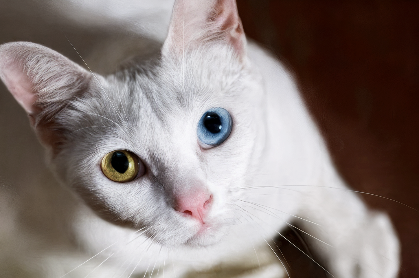 Khao Manee de Topcats – Uno de los gatos más caros del mundo Gato Khao Manee de Topcats con ojos de diferente color, uno azul y otro ámbar, y pelaje blanco brillante.
